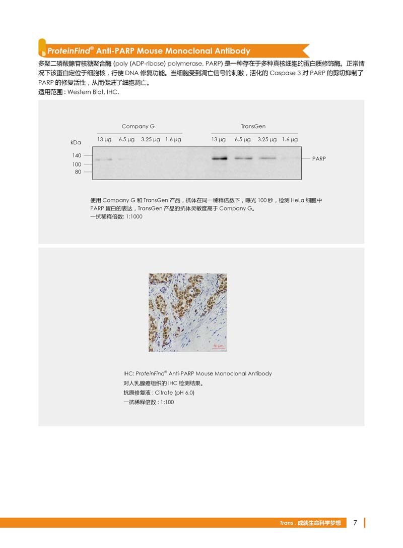 細胞生物學相關(guān)抗體新品上市 7.5折鉅惠
